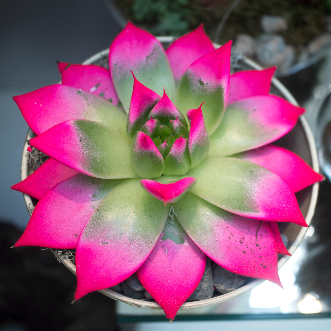 pink potted succulent